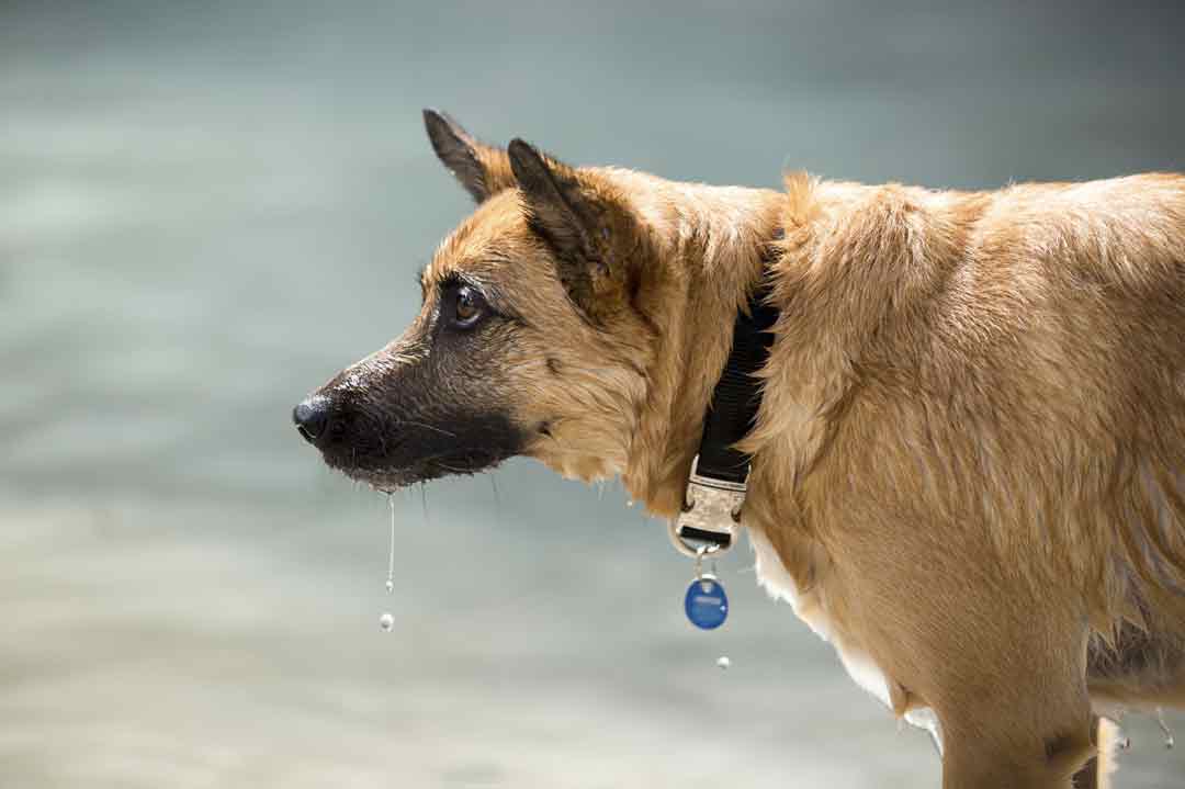 Körpersprache Hund: Ein Hund schaut konzentriert.