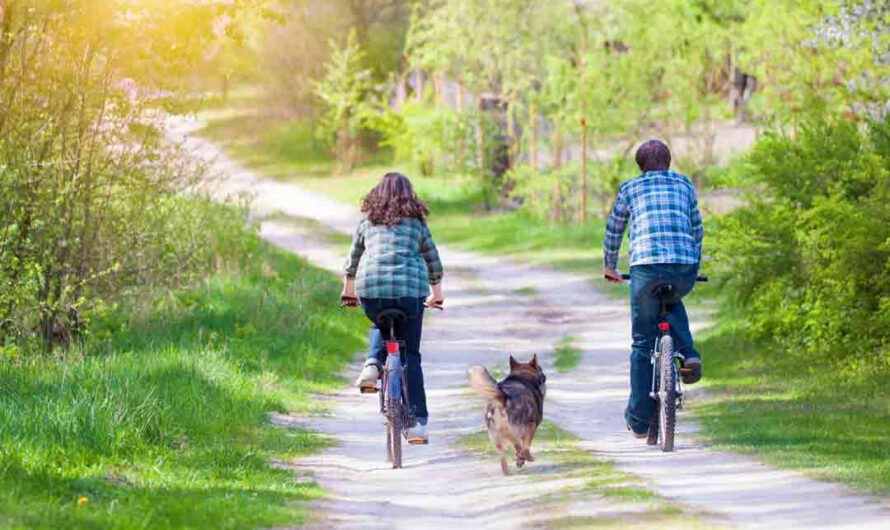 Sicher Rad fahren mit Hund: 7 Tipps