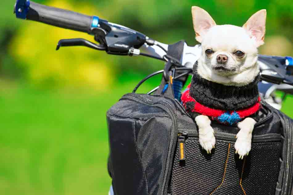 Radfahren mit Hund im Korb