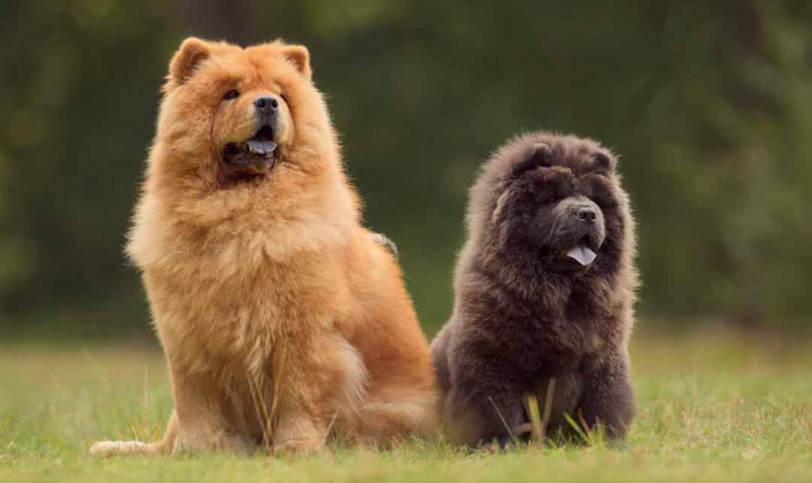 Chow-Chow: Knuddelbär … äh, Hund mit blauer Zunge