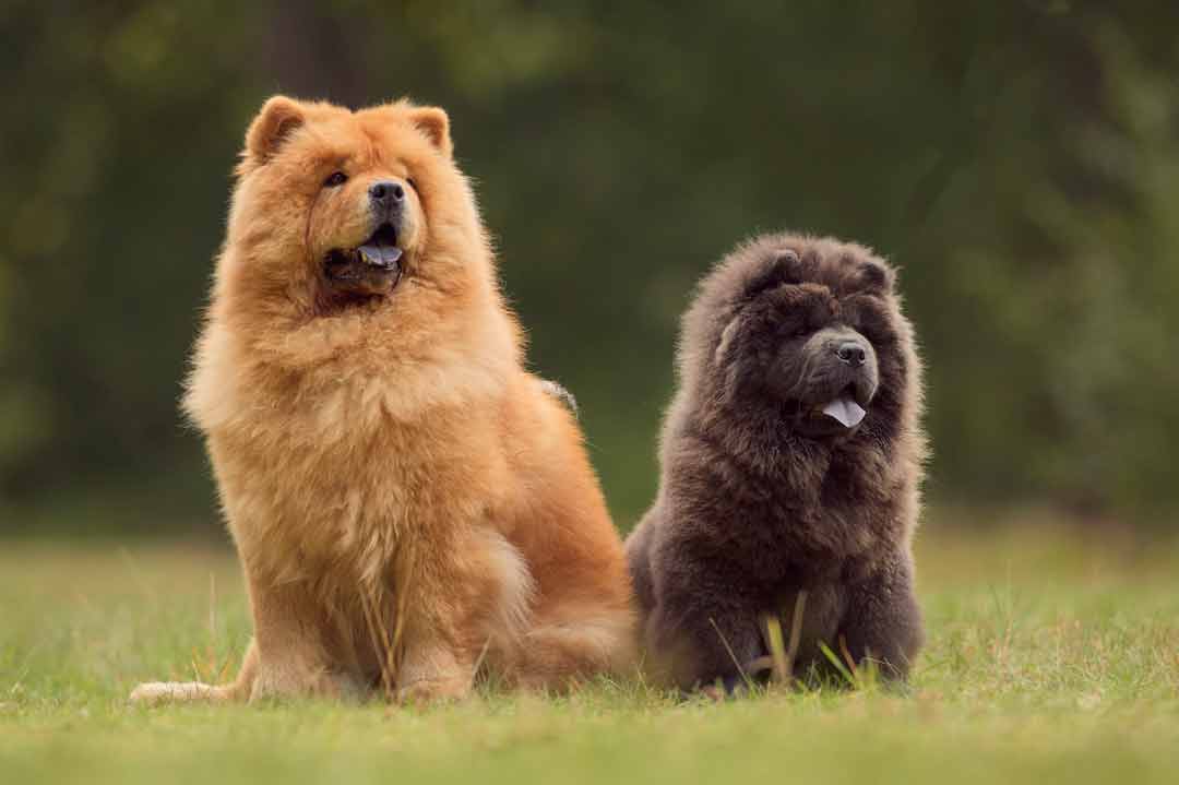 Chow-Chow: blauer • Aus Liebe zum Haustier