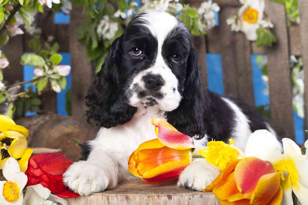 Giftige Pflanzen für Hunde