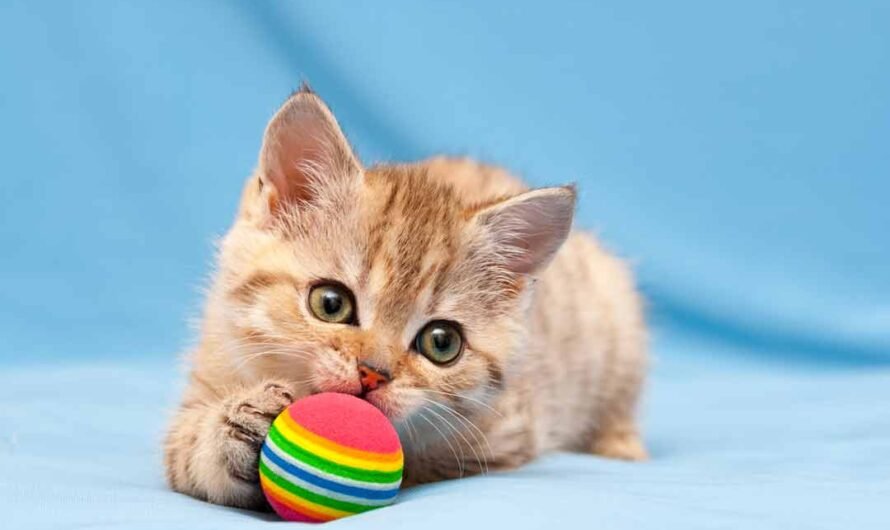 So wird aus dem Katzenbaby eine Katze