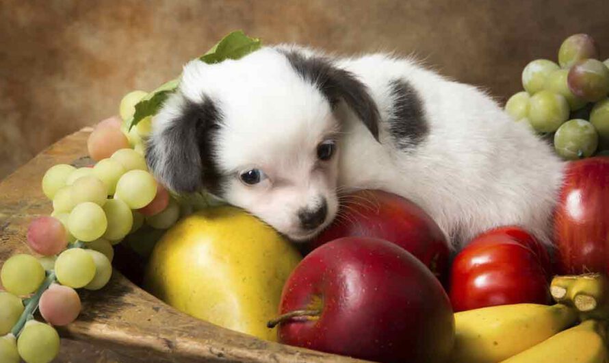 Diese Lebensmittel sind giftig für Deinen Hund