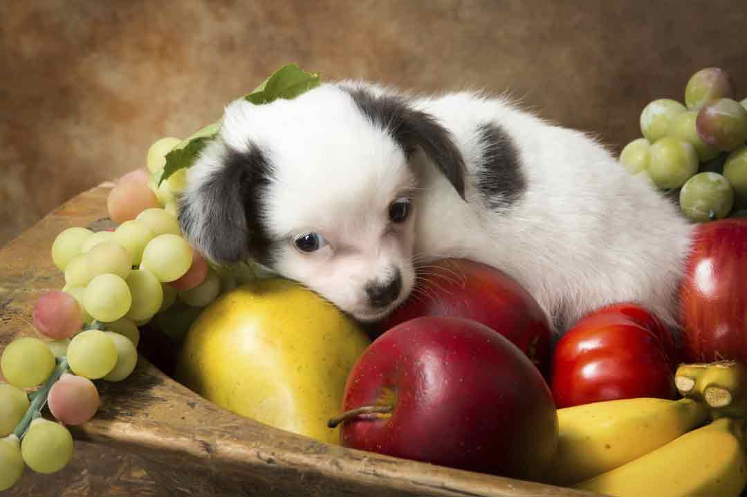 Diese Lebensmittel sind giftig für Hunde