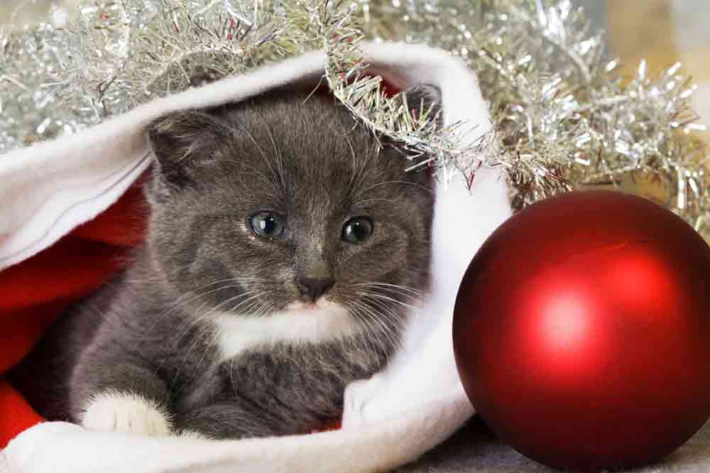Weihnachtsgeschenke für die Katze