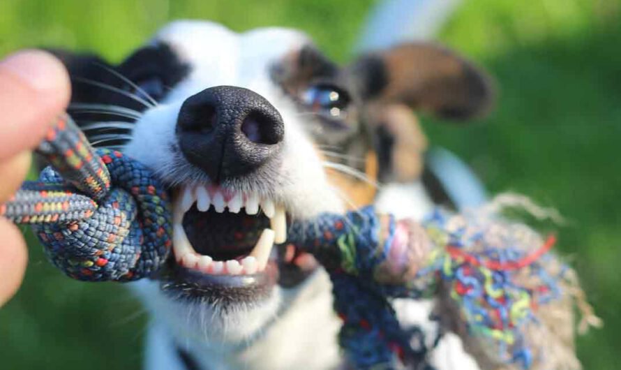Was hilft gegen Zahnstein beim Hund?