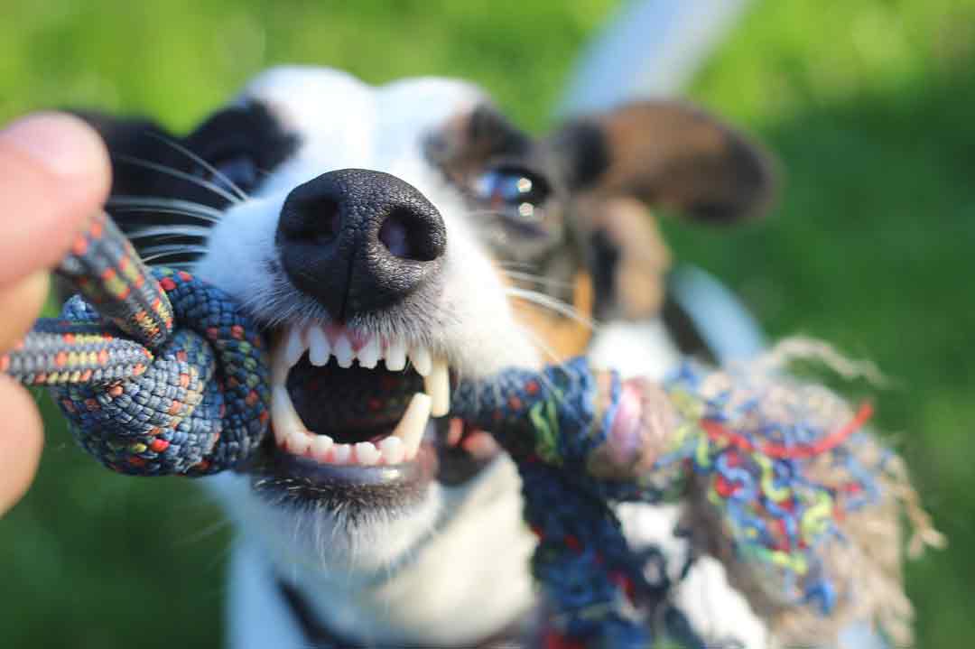 Zahnstein beim Hund: Was hilft?