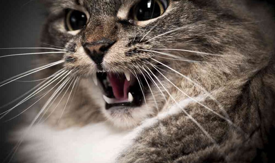 Diese 8 Dinge hasst jede Katze