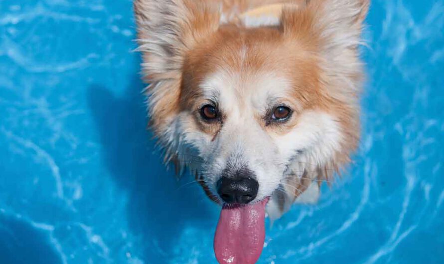 So kommt Dein Hund gut durch die Hitze
