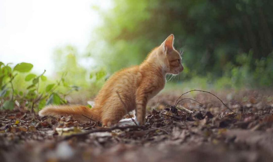 3 Tipps: So geht die Katze draußen aufs Klo