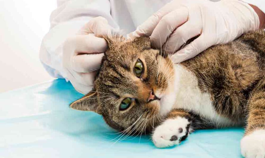 Ohrenpflege bei Katzen: So geht’s richtig