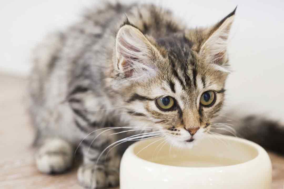 Die richtige Ernährung für Katzenbabys