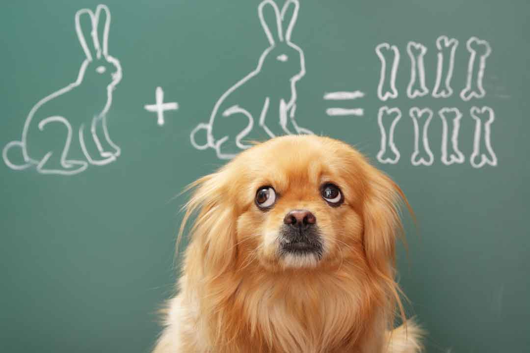 Intelligenzspiele für Hunde