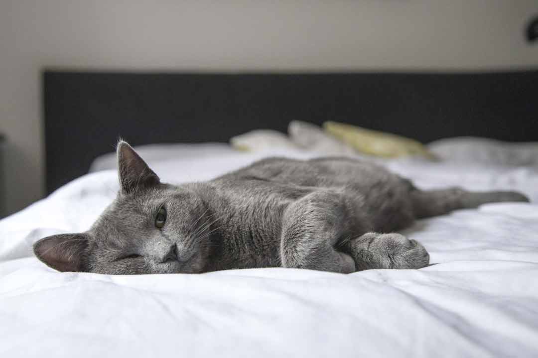 Eine Katze liegt im Bett und hat nur ein Auge offen.