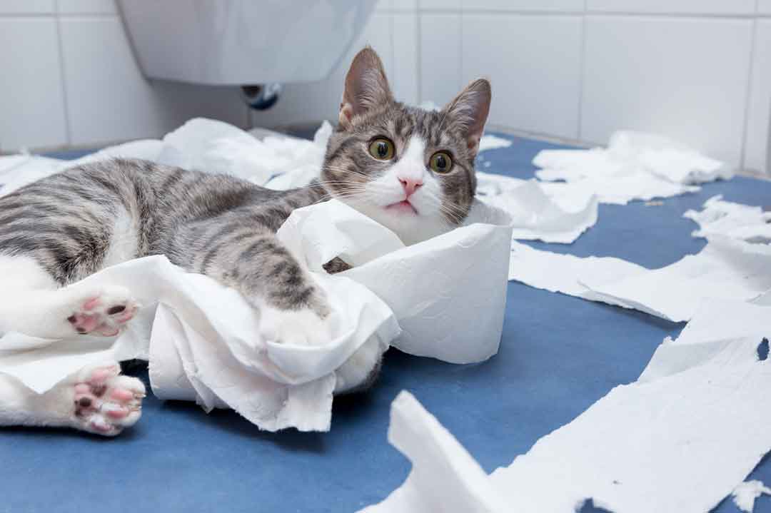 Warum dreht die Katze nach dem Klogang durch?