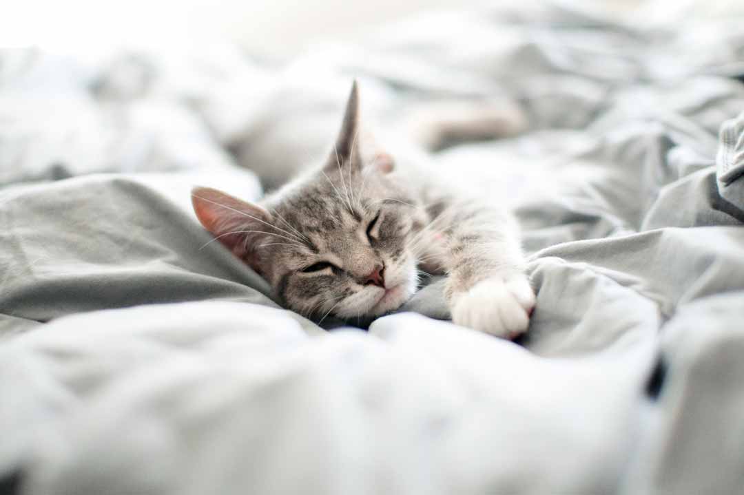 Katze im Bett: Darf die Katze im Bett schlafen?