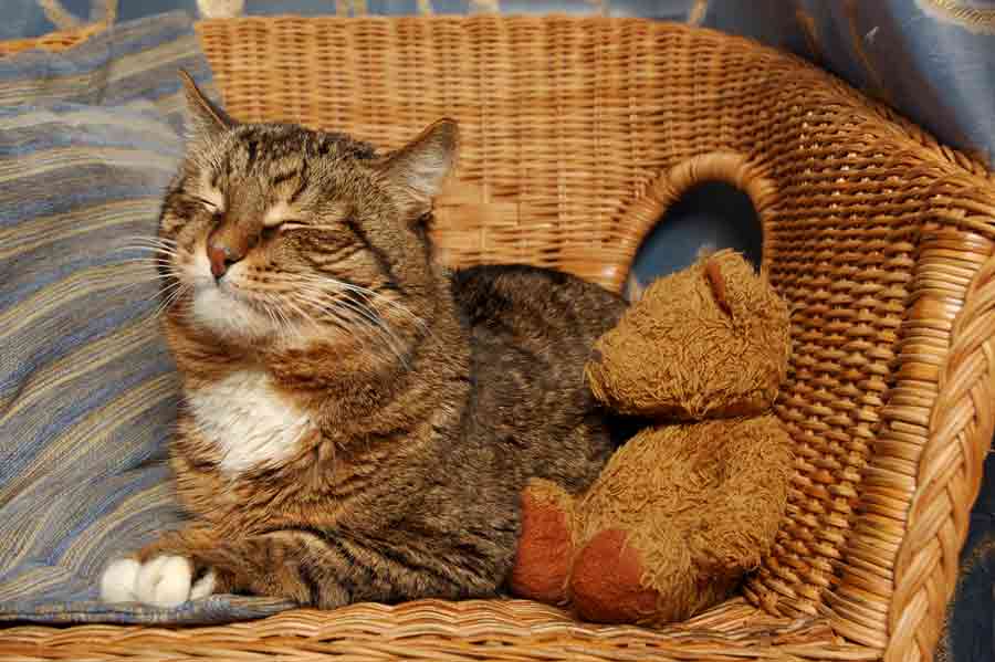 Alte Katze: Wie verändert sich das Verhalten?