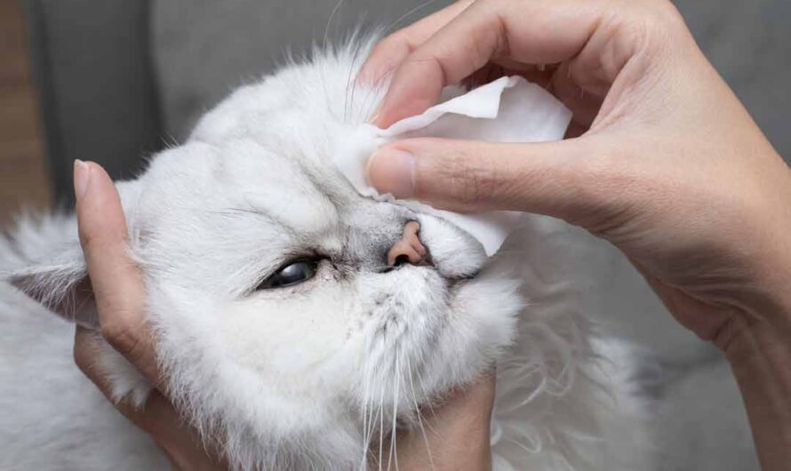 Bindehautentzündung bei der Katze: Symptome erkennen
