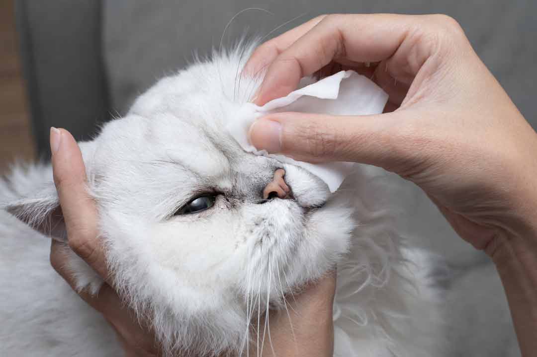 Bindehautentzündung Katze