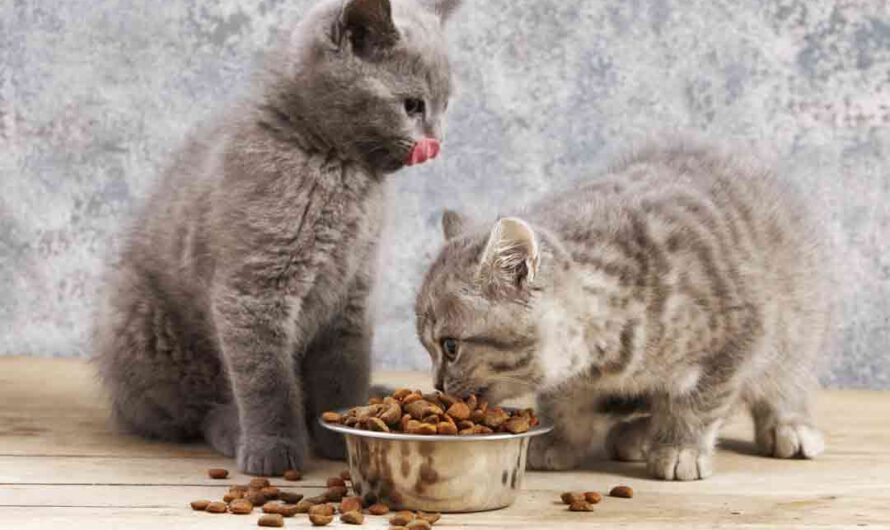 Die 8 häufigsten Ernährungs-Irrtümer bei Katzen
