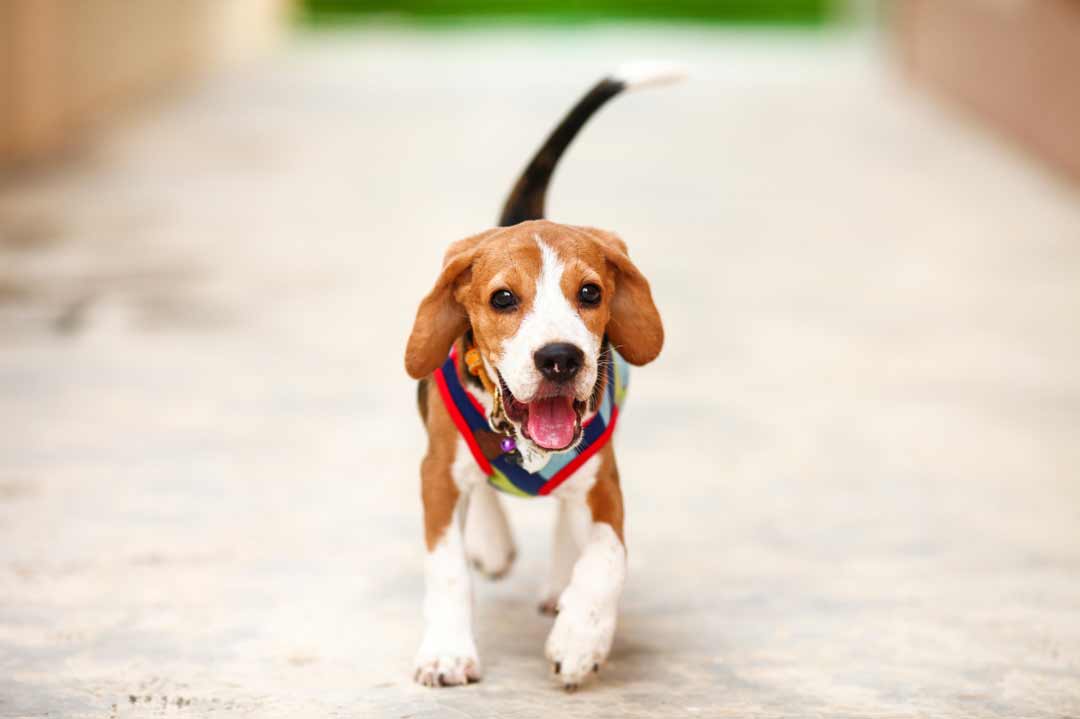 Familienhunde: der Beagle