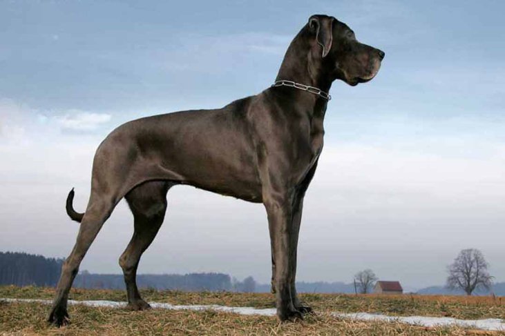 højde pegs Stue Große Hunderassen: 8 beeindruckend große Hunde •