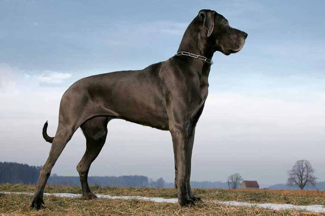 Die größten Hunderassen der Welt
