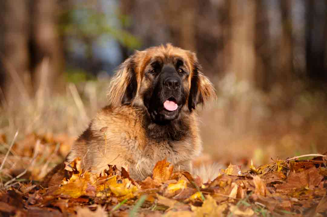 Der Leonberger ist groß, aber er ist nicht die größte Hunderasse.