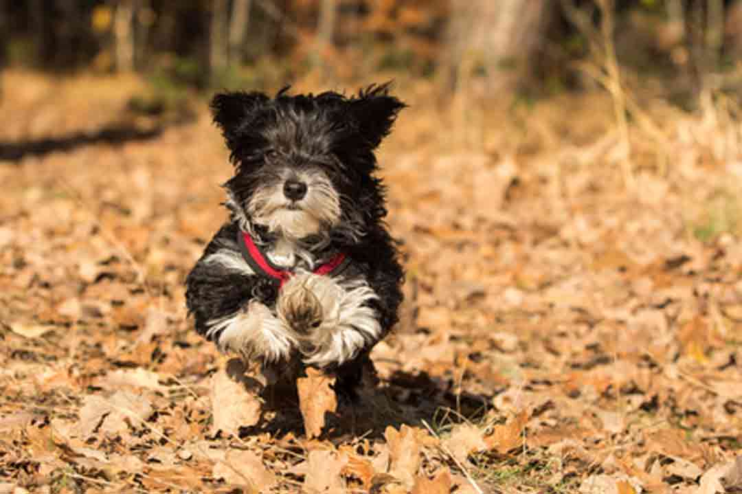 Hund trotz Allergie: Havaneser