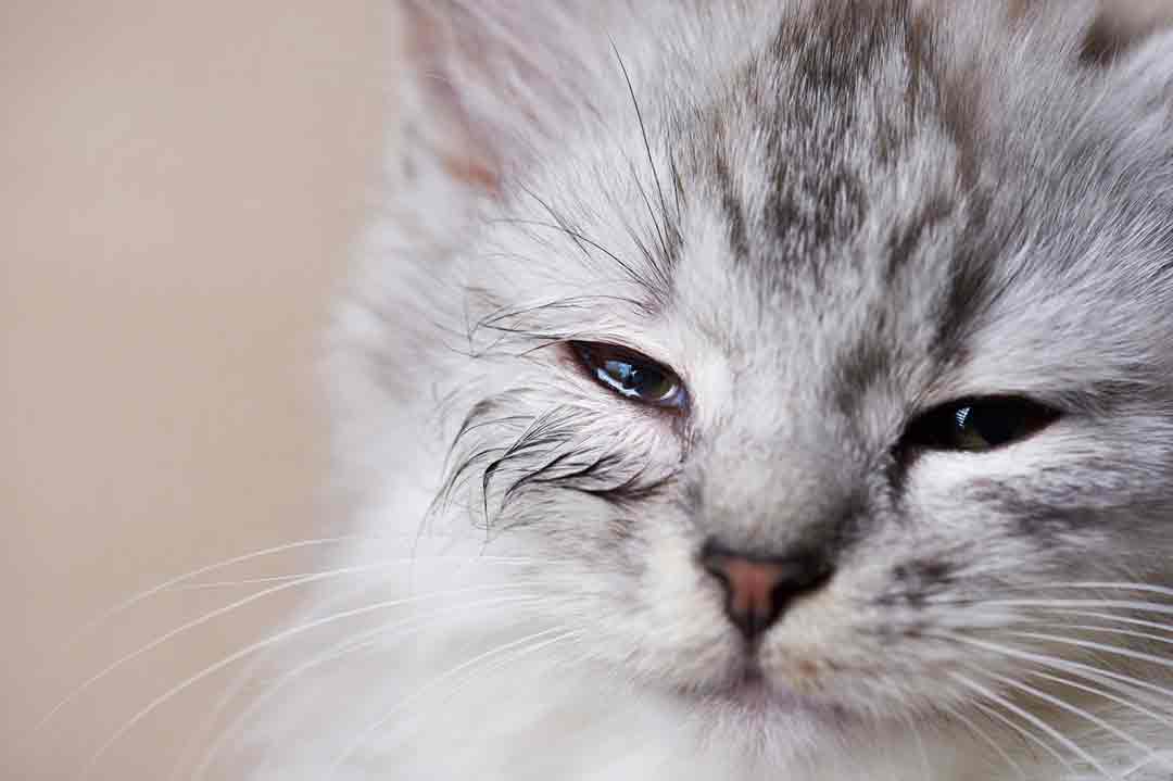 Katze mit Bindehautentzündung