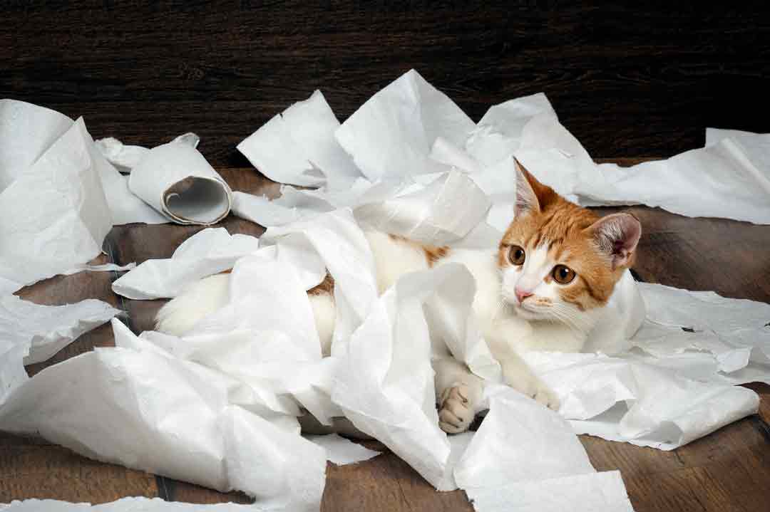 Katze spielt mit Toilettenpapier.