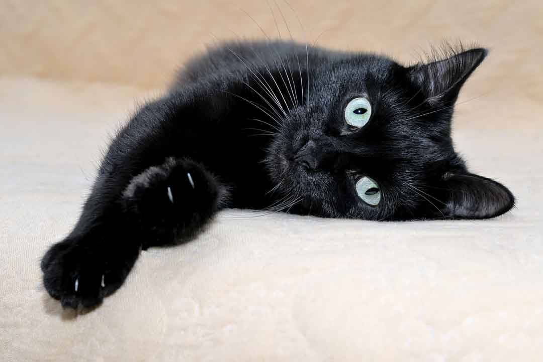 Die Bombay Katze ist eine der Katzen mit den schönsten Augen.