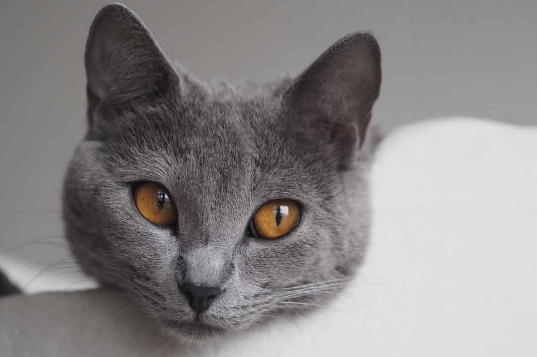 Die Kartäuser gehört zu den Katzen mit den schönsten Augen.