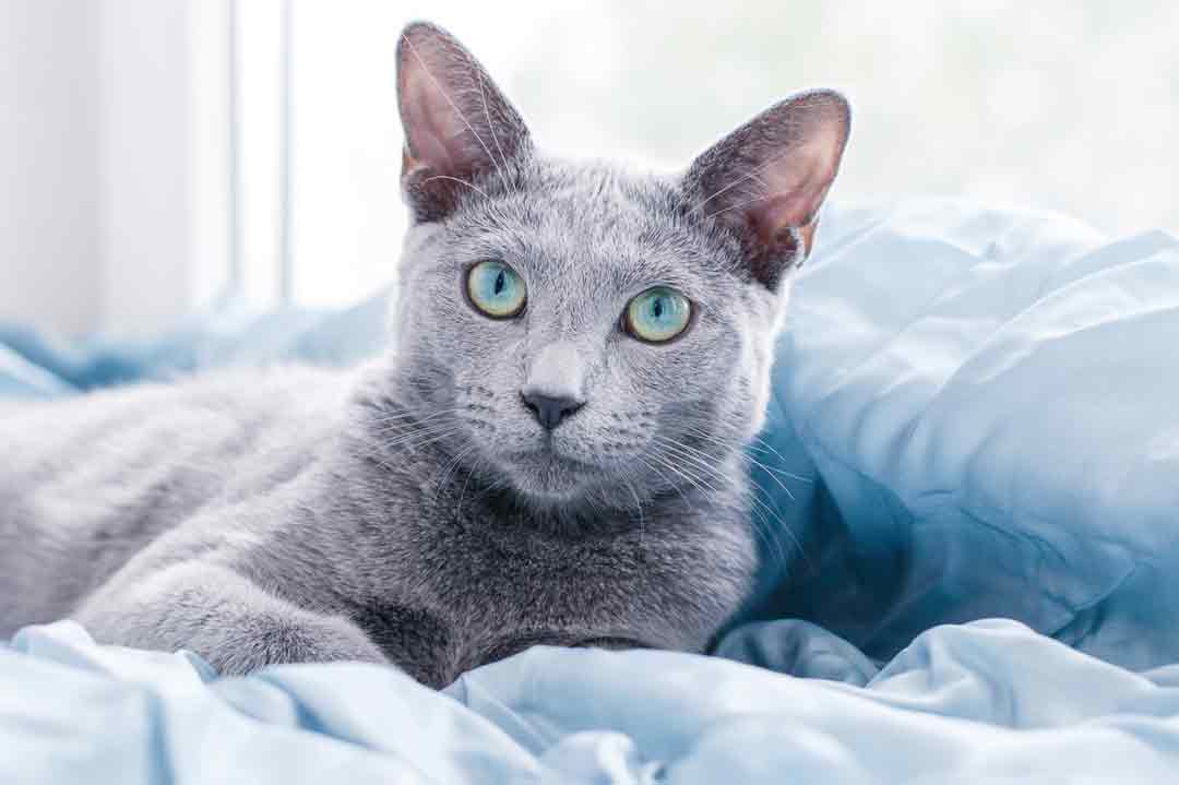 Katze Russisch Blau mit wunderschönen Augen