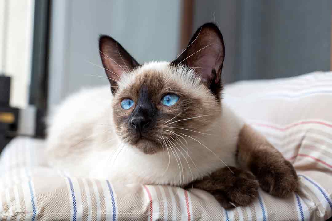 Die Siamkatze ist eine der Katzen mit den schönsten Augen.