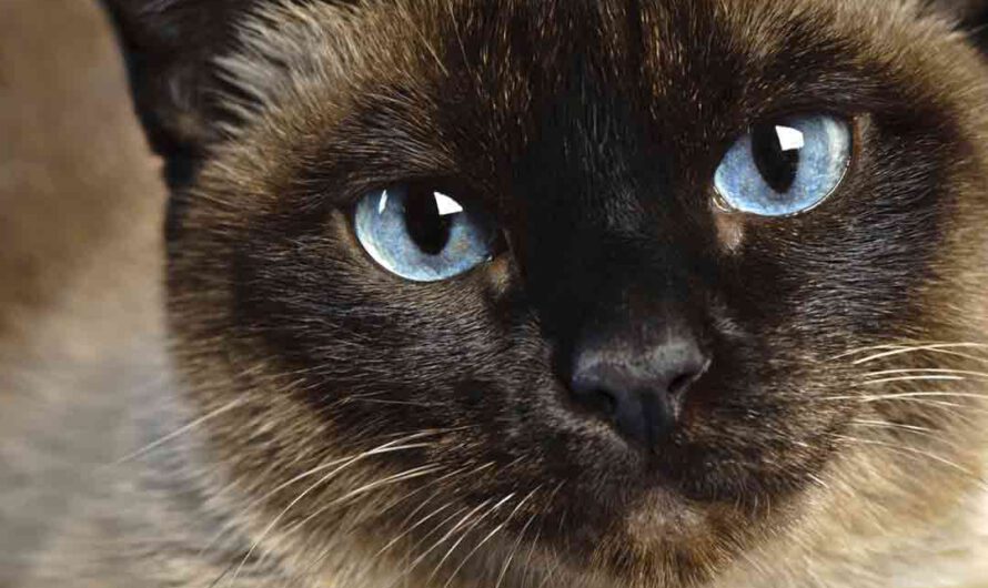 Diese Katzen haben die schönsten Augen