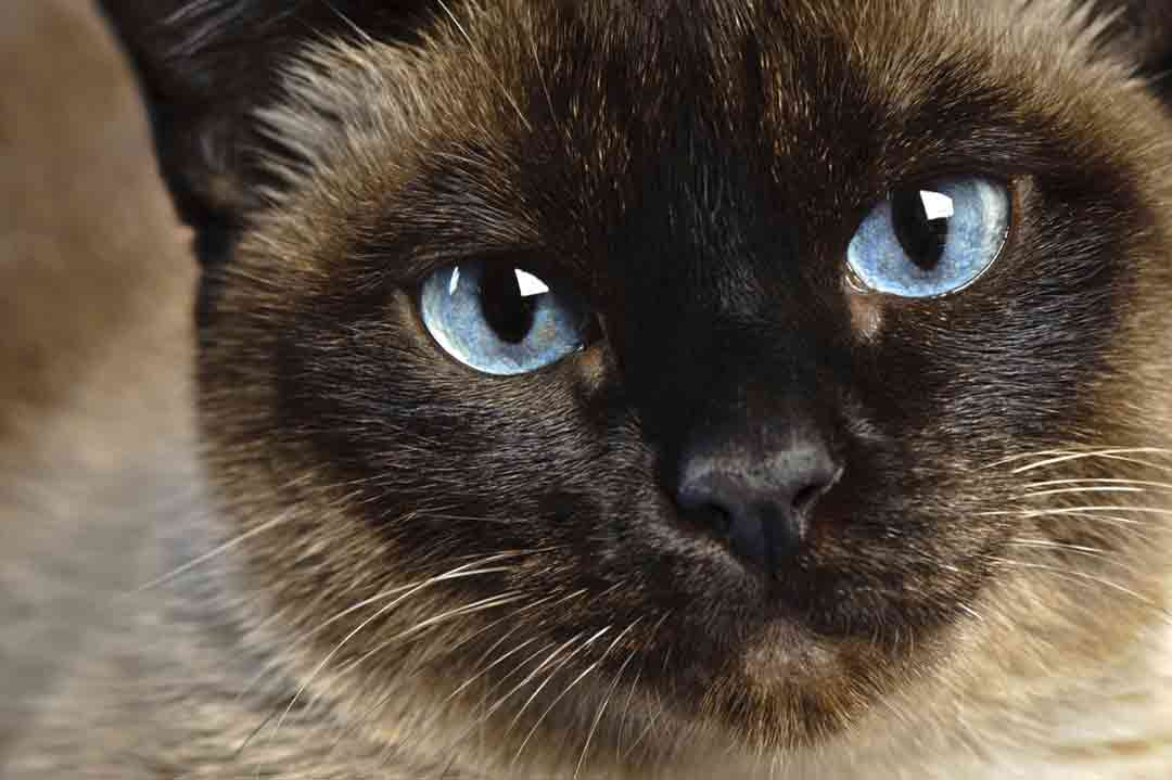 Katzen mit den schönsten Augen