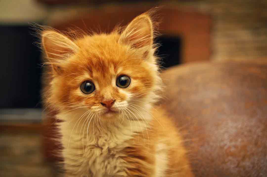 Wie kann man den schönsten Katzennamen finden?