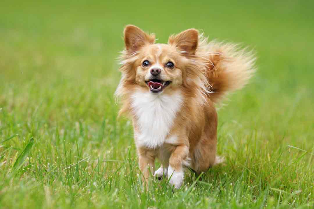 Kleinste Hunde: Chihuahua