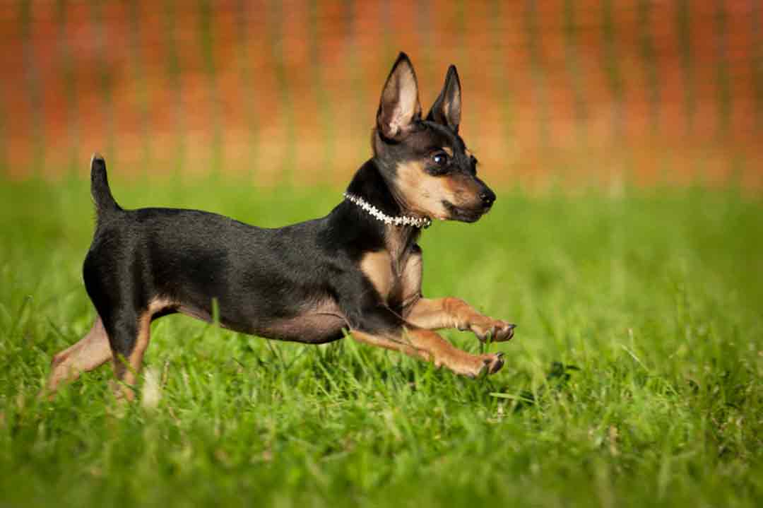 Kleinste Hunderassen: Prager Rattler