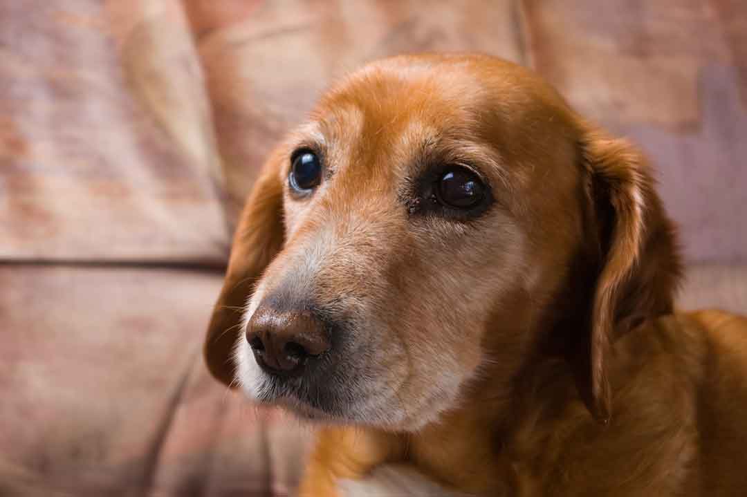 Schmerzen beim Hund erkennen: So geht's.