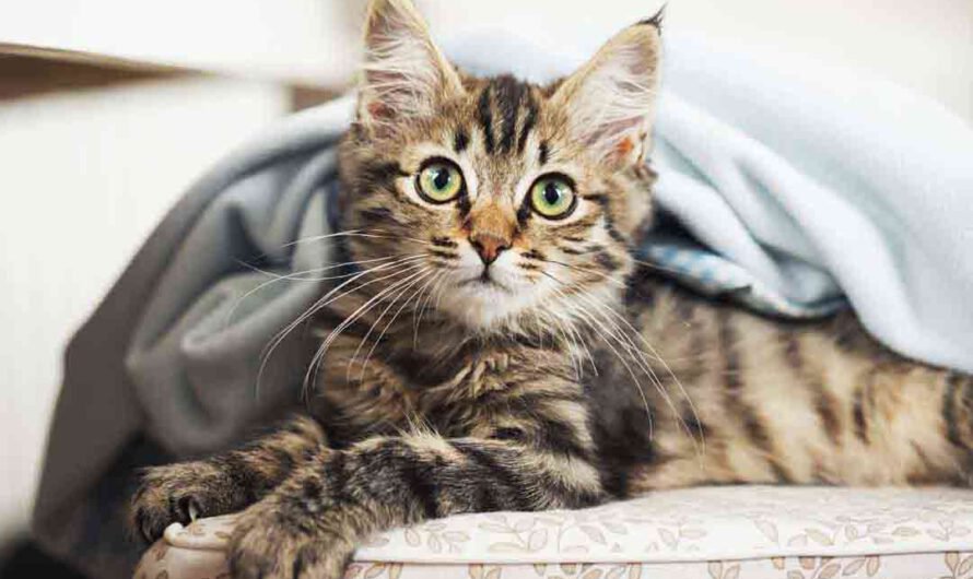 Verschmuste Katzenrassen: Diese Katzen sind besonders anhänglich