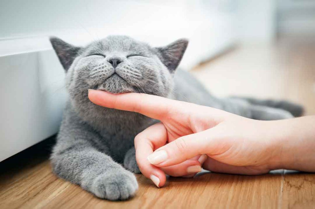 Katze Schnurrt Ohne Gestreichelt Zu Werden Warum schnurren Katzen? • Aus Liebe zum Haustier