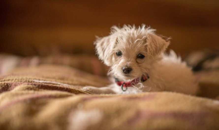 Hund eingewöhnen: Ein neuer Hund zieht ein – 10 Tipps