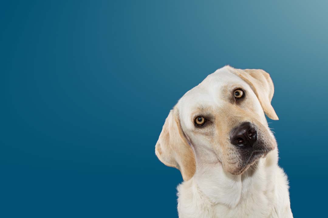 Warum neigen Hunde den Kopf zur Seite? • Aus Liebe zum Haustier