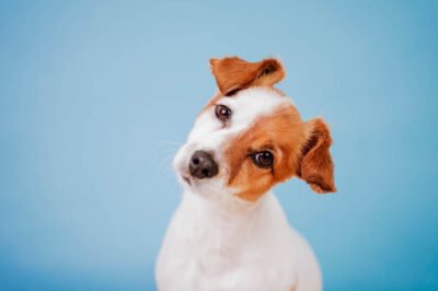 Warum neigen Hunde den Kopf zur Seite?
