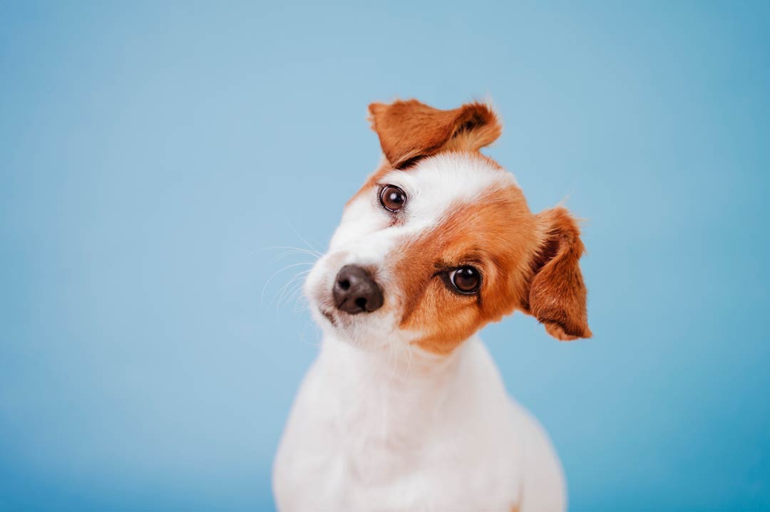 Warum neigen Hunde den Kopf zur Seite? • Aus Liebe zum Haustier