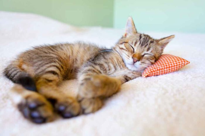 5 Zeichen, dass Deine Katze glücklich ist • Aus Liebe zum Haustier