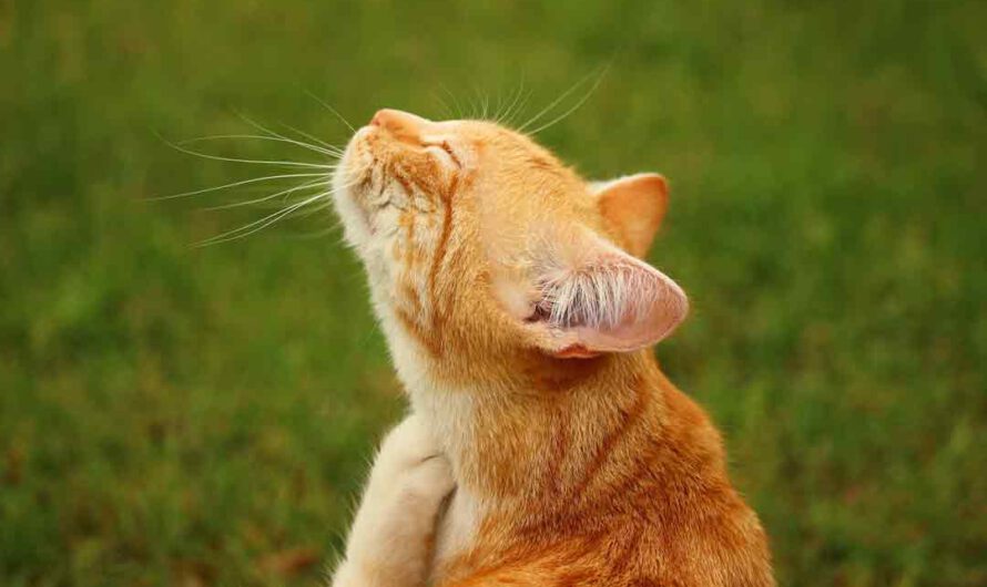 Milben bei Katzen erkennen